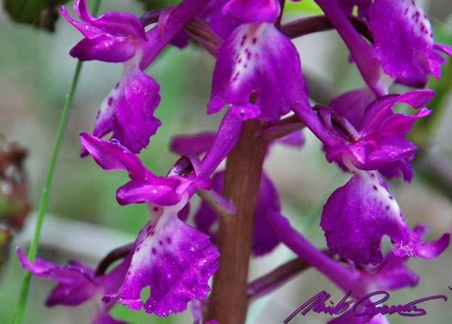 Orchis xpenzigiana - Orchis mascula con foglie maculate